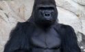 Dünyanın en yaşlı gorili Ozzie öldü