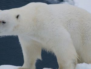 Kuzey Kutup’taki ısı artışı dünyanın geri kalanından 4 kat daha hızlı