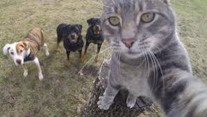 65 bin kedi ve köpek Rusya’yı terk etti