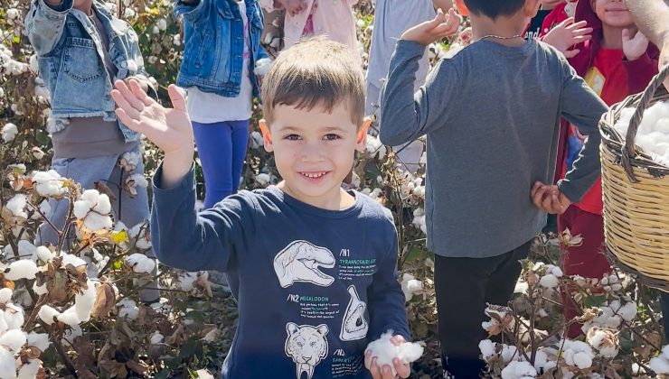 Menemenli minikler Pamuk hasatı yaptı