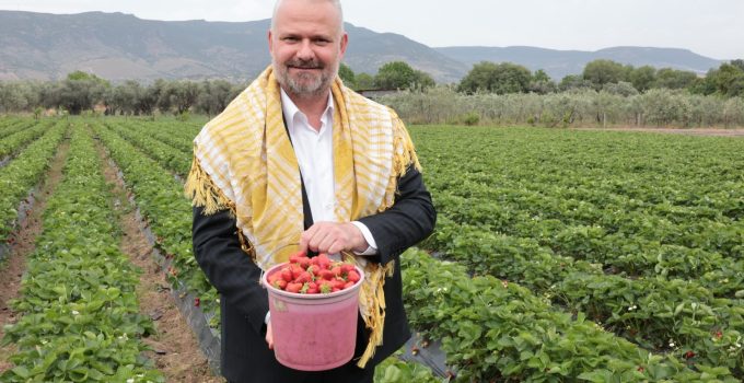 Menemen’de Çilek Festivali Heyecanı: Emiralem’de Geri Sayım Başladı