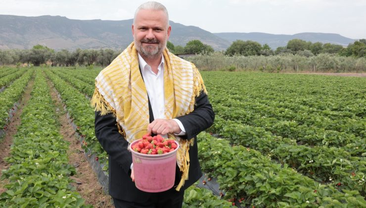 Menemen’de Çilek Festivali Heyecanı: Emiralem’de Geri Sayım Başladı